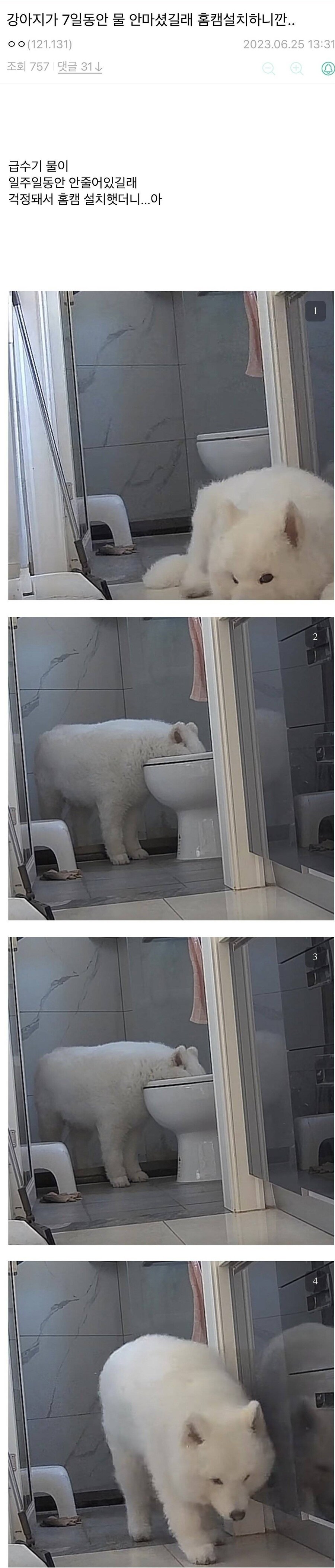 강아지가 7일간 물을 안마셔서 홈캠 설치했는데_1.jpg