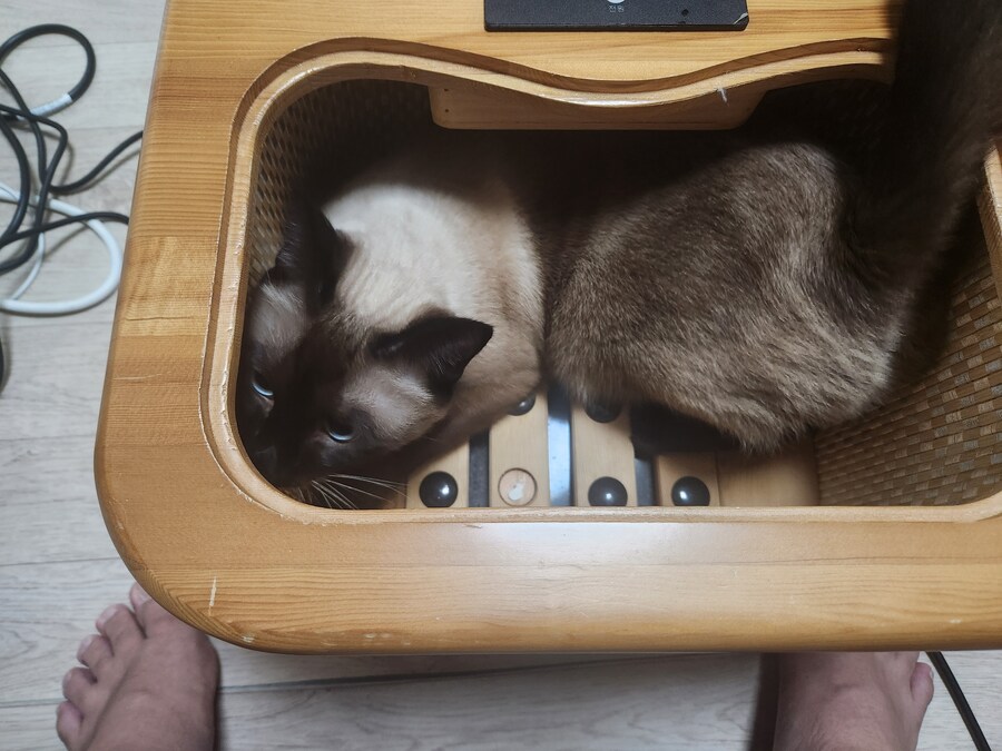 사우나하는 고양이 본 적 있음?_2.jpg