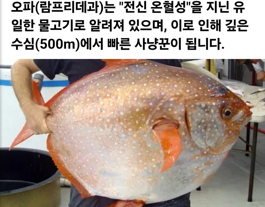 유일한 전신 온혈 물고기_1.jpg