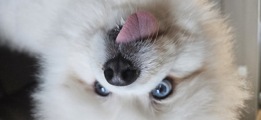 우리집 똥개 특_1.jpg