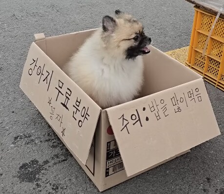 ⚠️강아지 무료분양⚠️_1.png