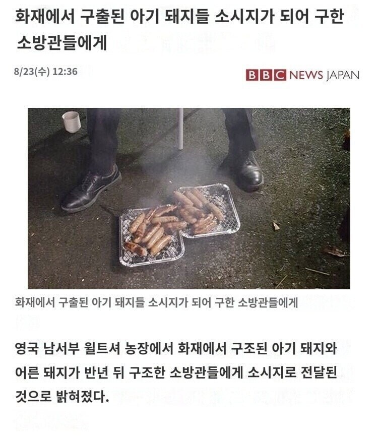?? : 그때 구해주신 돼지입니다_1.jpg