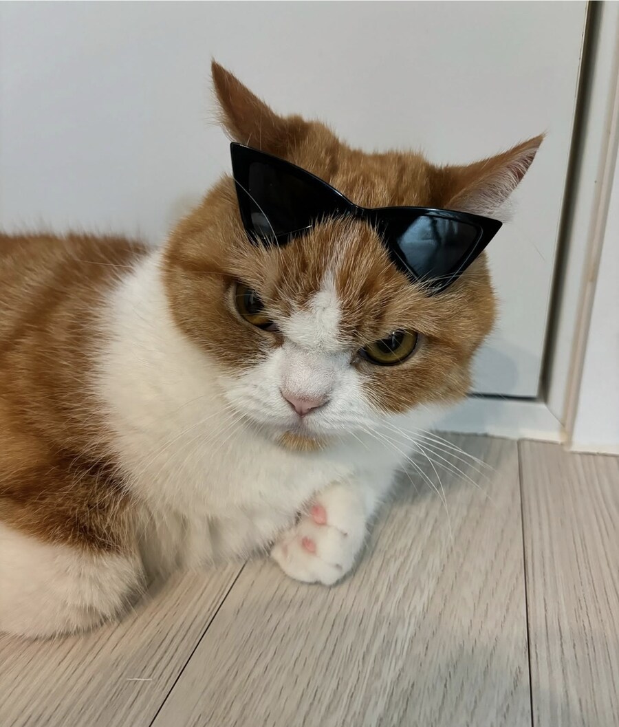 표-독해진 고양이.jpg_3.jpg