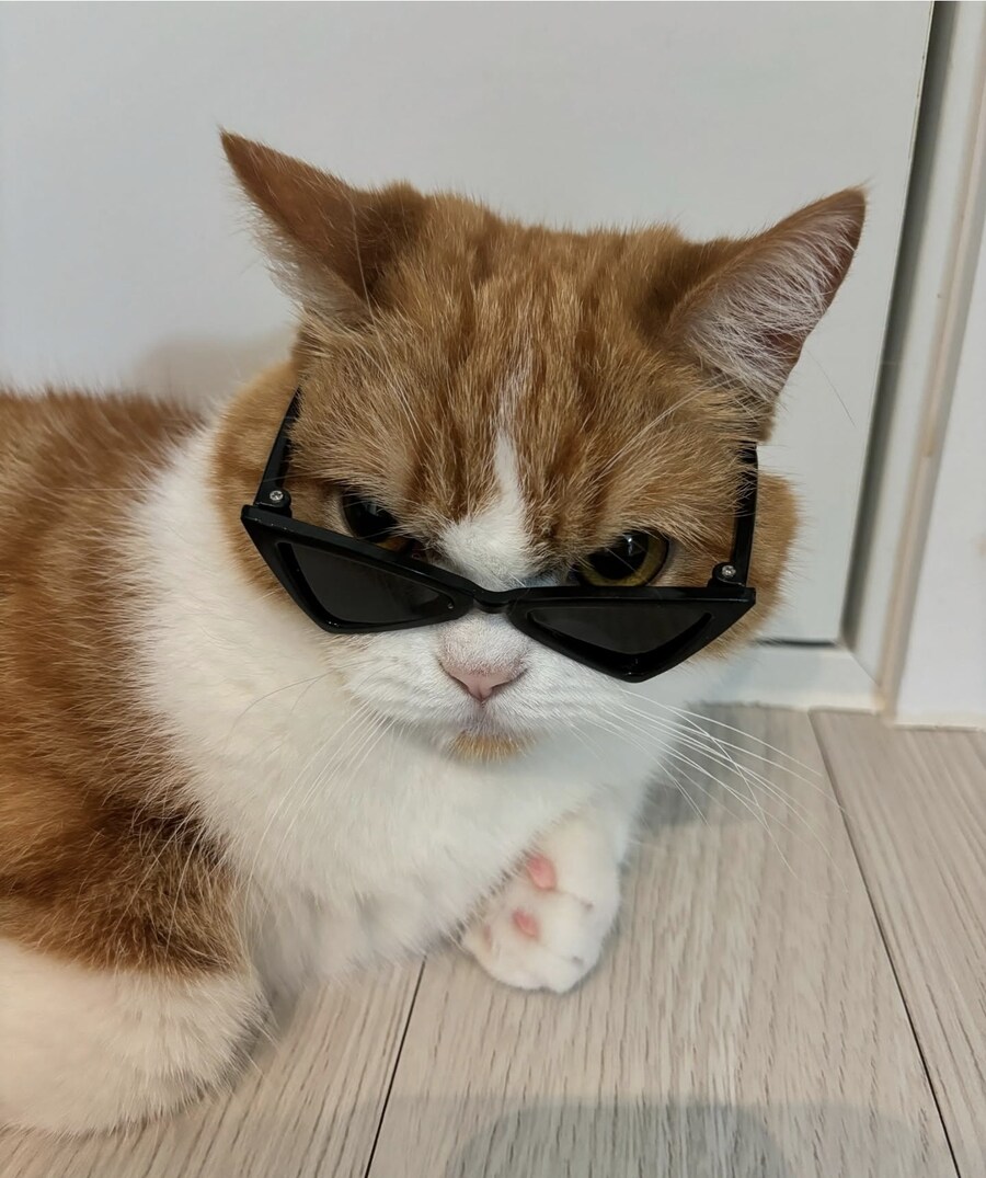 표-독해진 고양이.jpg_4.jpg