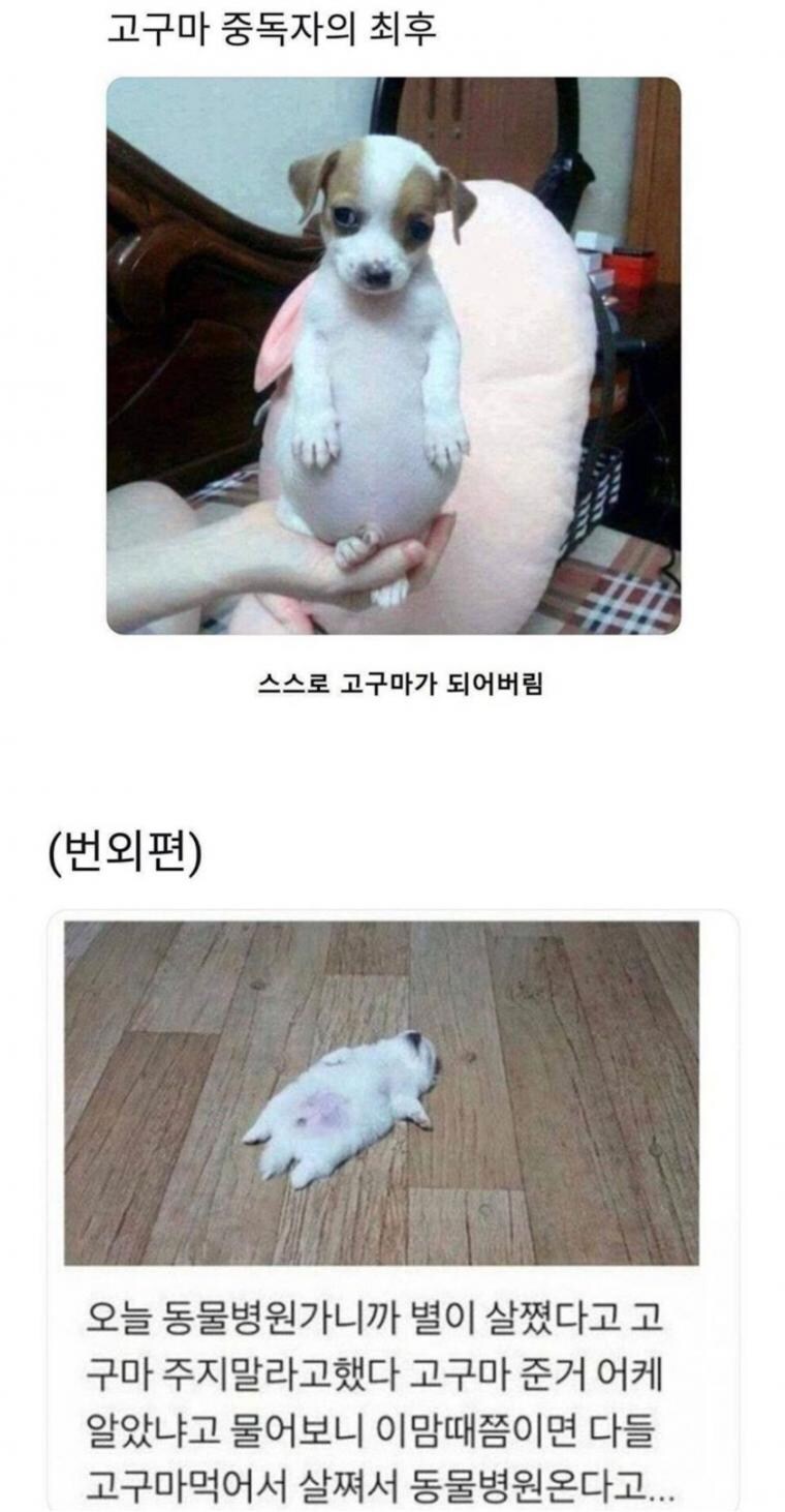 고구마 중독자의 최후.jpg_1.jpg