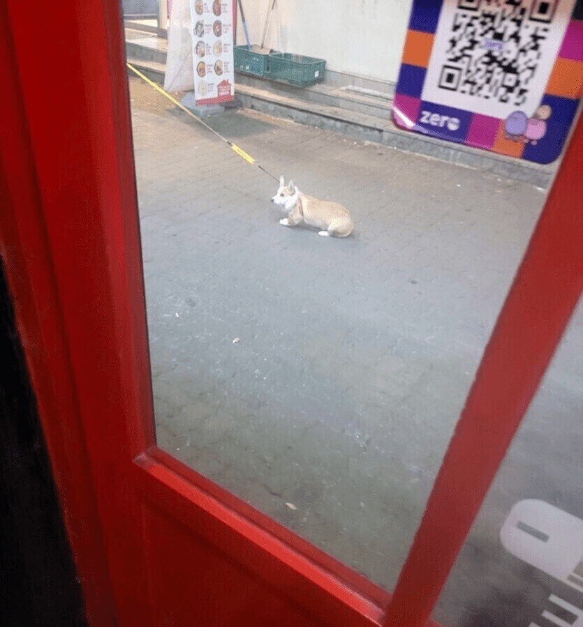 개들 식탐을 무시 못하는 이유_2.jpg
