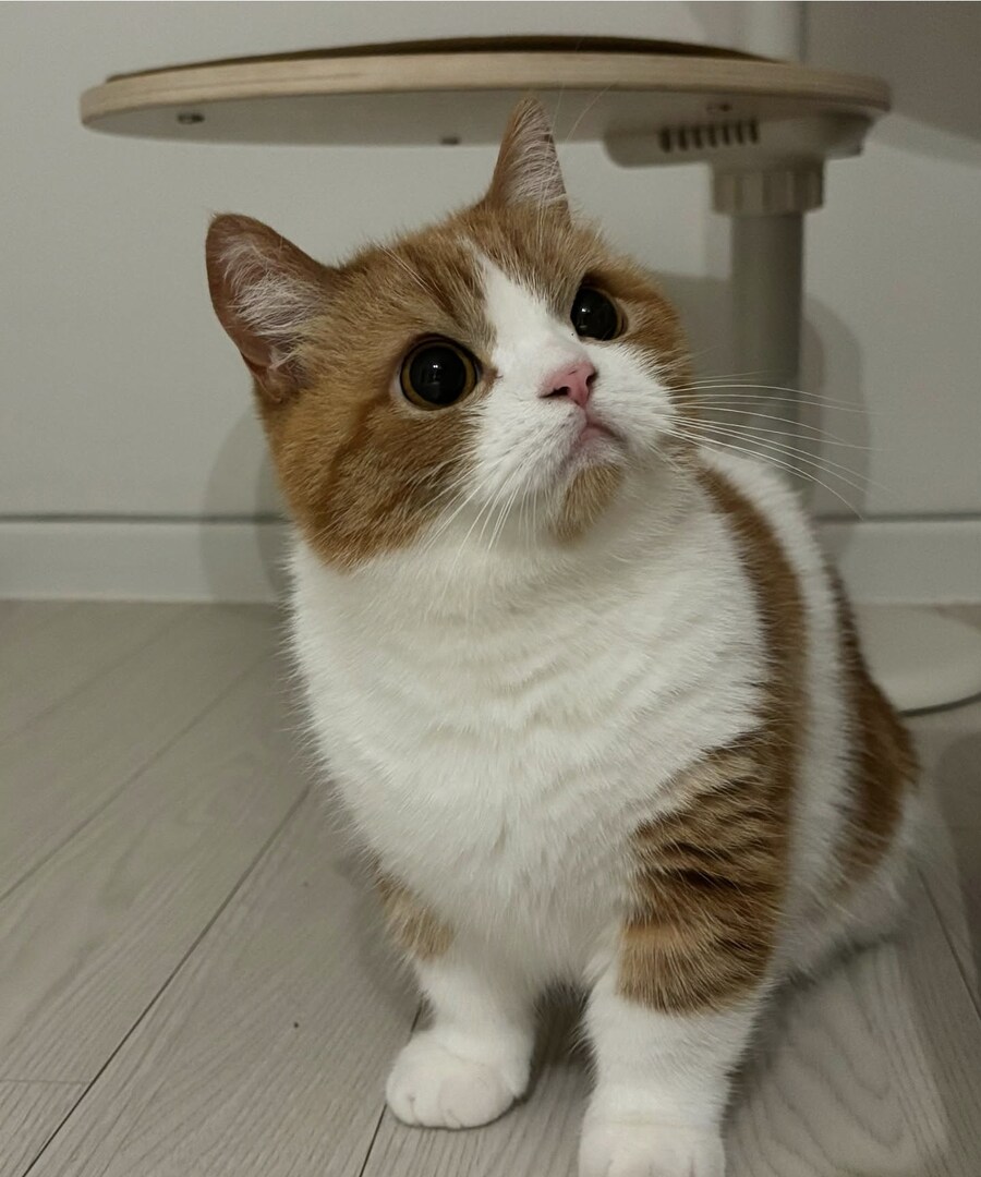 표-독 고양이.jpg_1.jpg