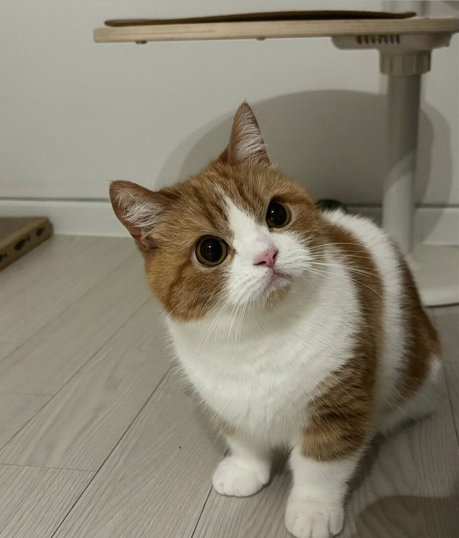표-독 고양이.jpg_2.jpg