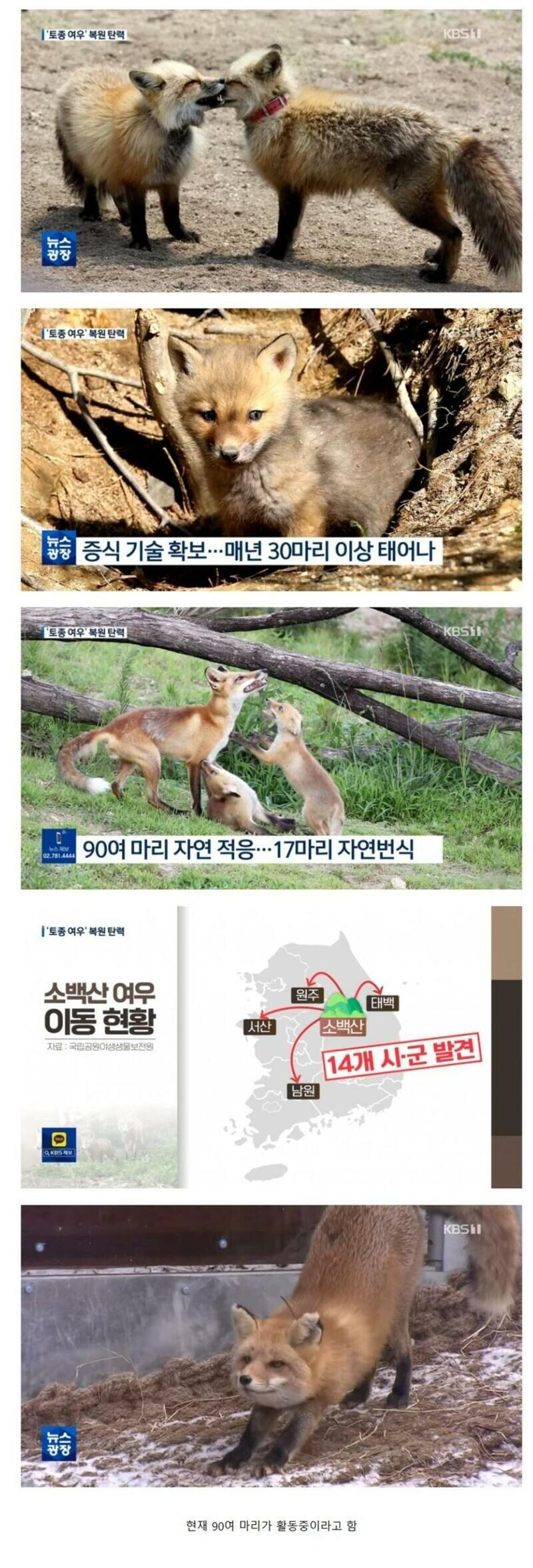 한국 고라니들 긴장 타야 할 뉴스_1.jpg