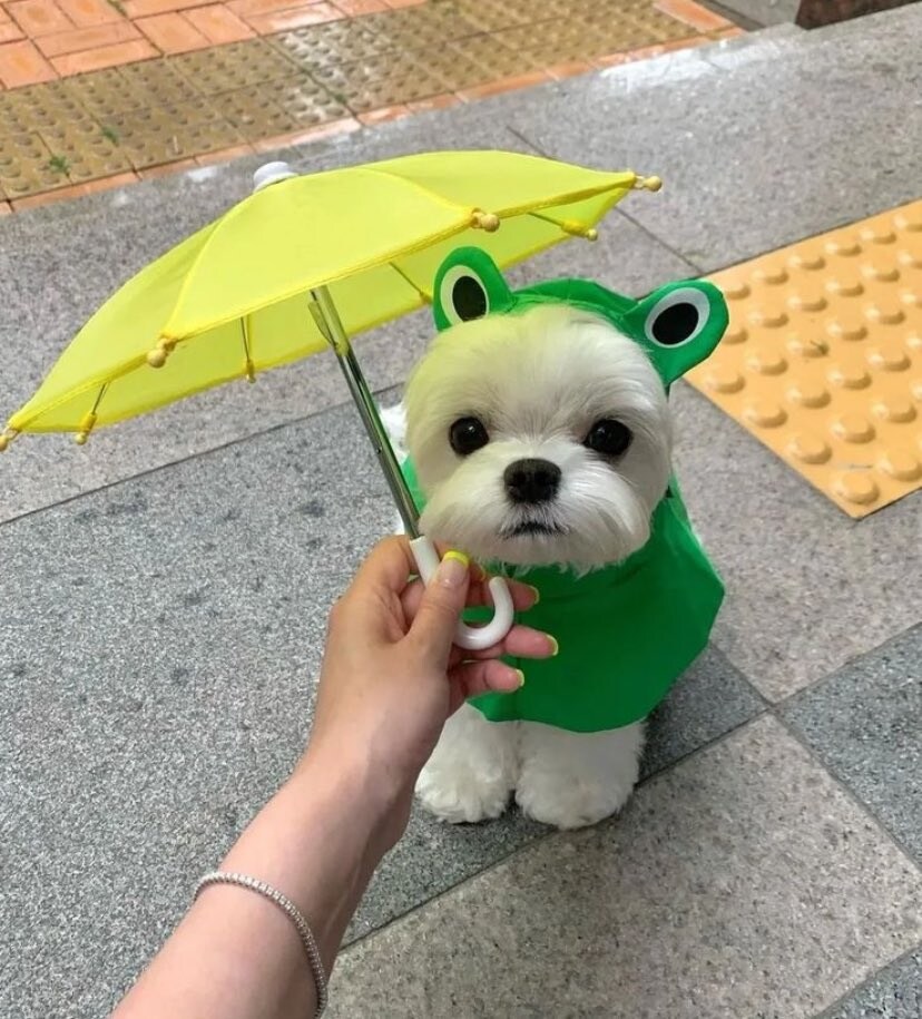 개귀여운 우비.jpg_1.jpg