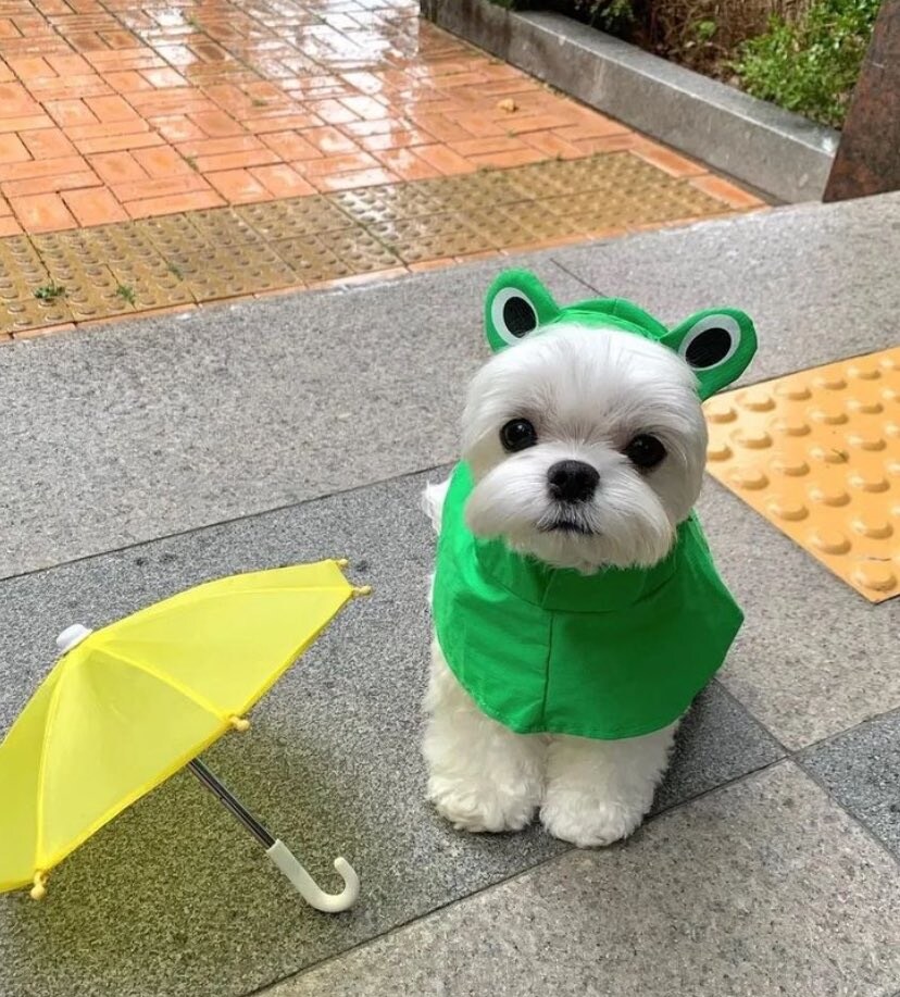 개귀여운 우비.jpg_2.jpg