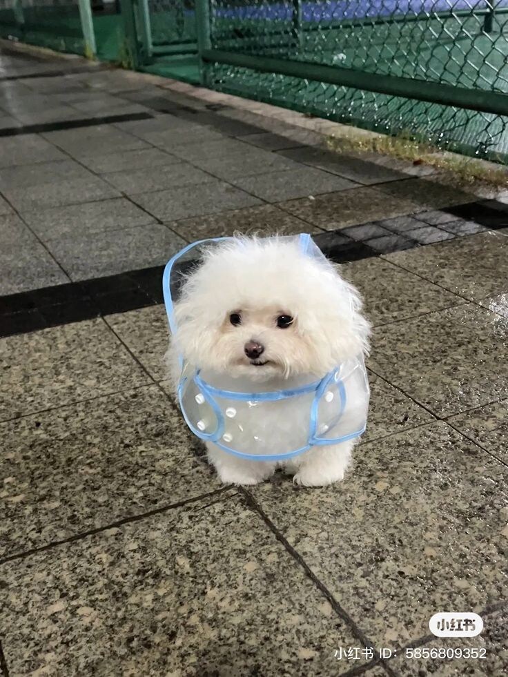 개귀여운 우비.jpg_3.jpg