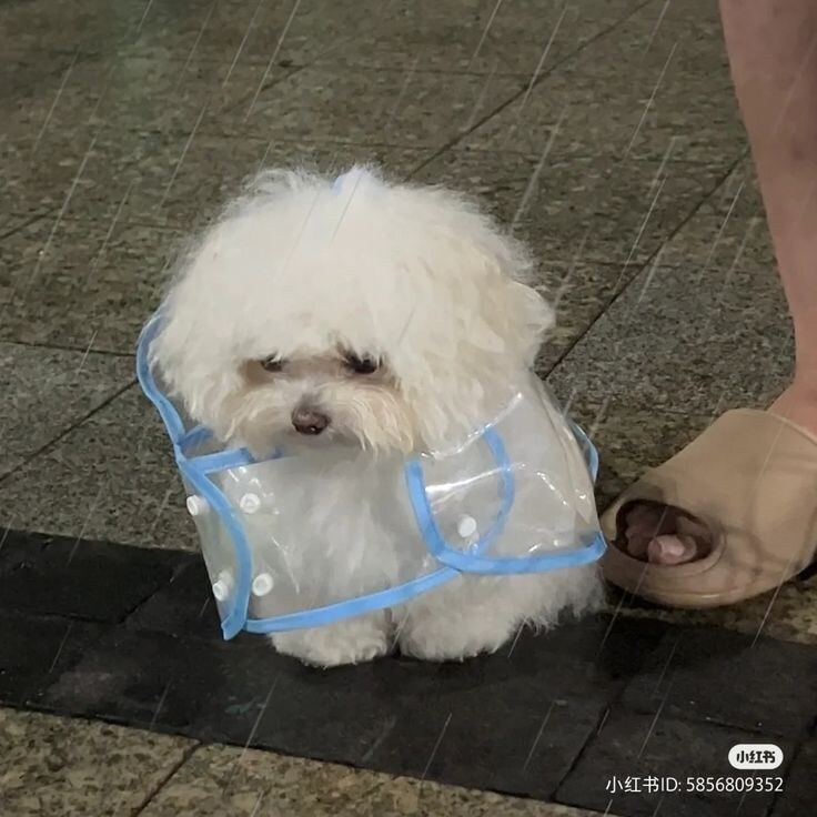 개귀여운 우비.jpg_4.jpg