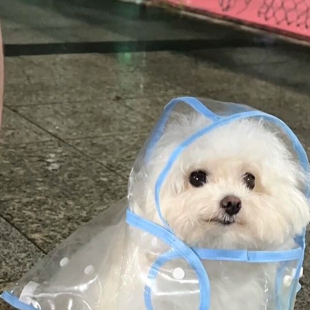 개귀여운 우비.jpg_5.jpg