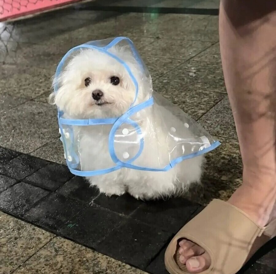 개귀여운 우비.jpg_8.jpg