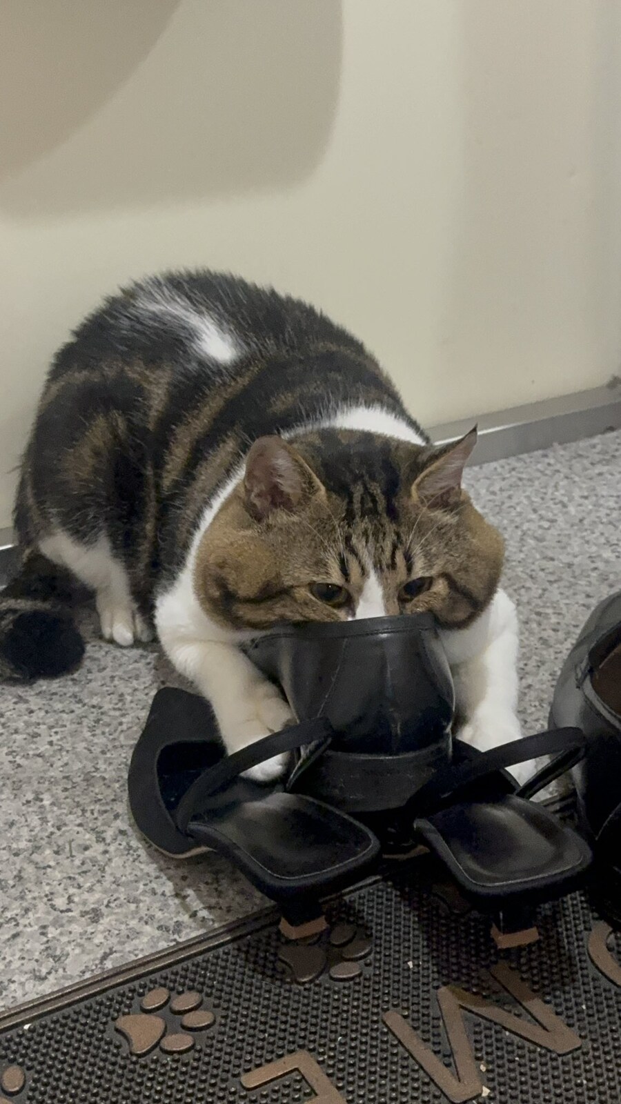 특이한 취향을 가진 고양이.jpg_1.jpg