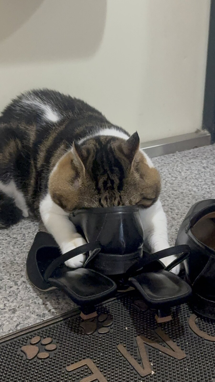 특이한 취향을 가진 고양이.jpg_2.jpg