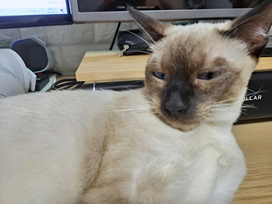 고양이를 확대하는 것도 모자라서 구워버린 집사의 기록..._7.jpg