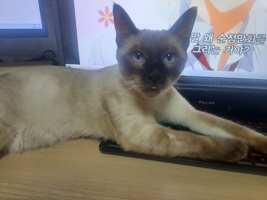 고양이를 확대하는 것도 모자라서 구워버린 집사의 기록..._11.jpg