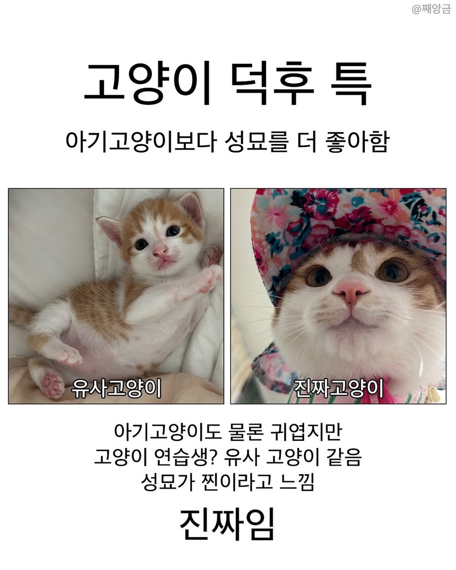 고양이 덕후 특.jpg_1.jpg