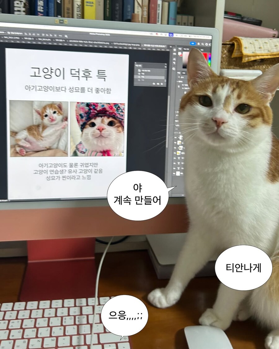 고양이 덕후 특.jpg_2.jpg