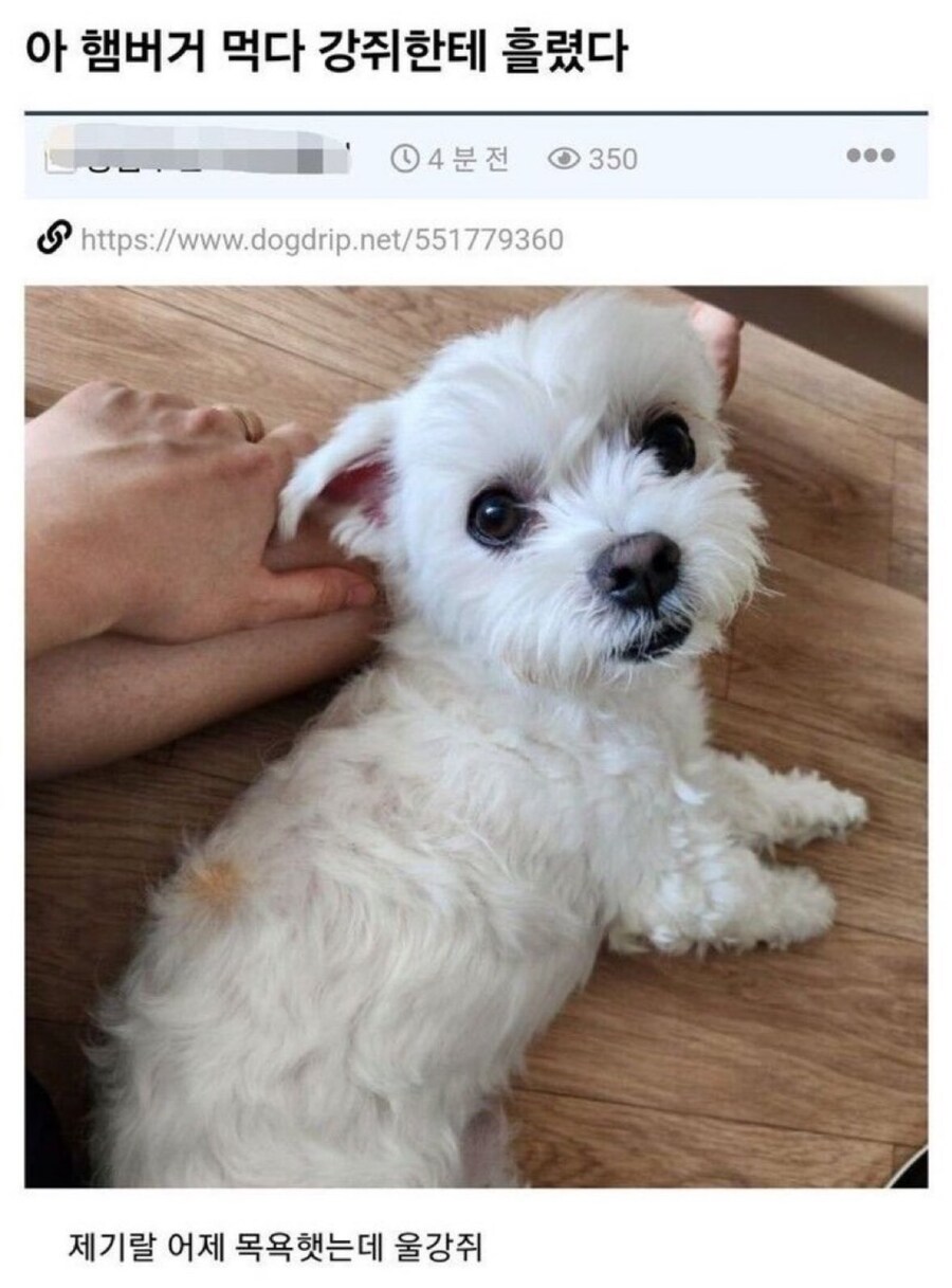 햄버거 대참사_1.jpg