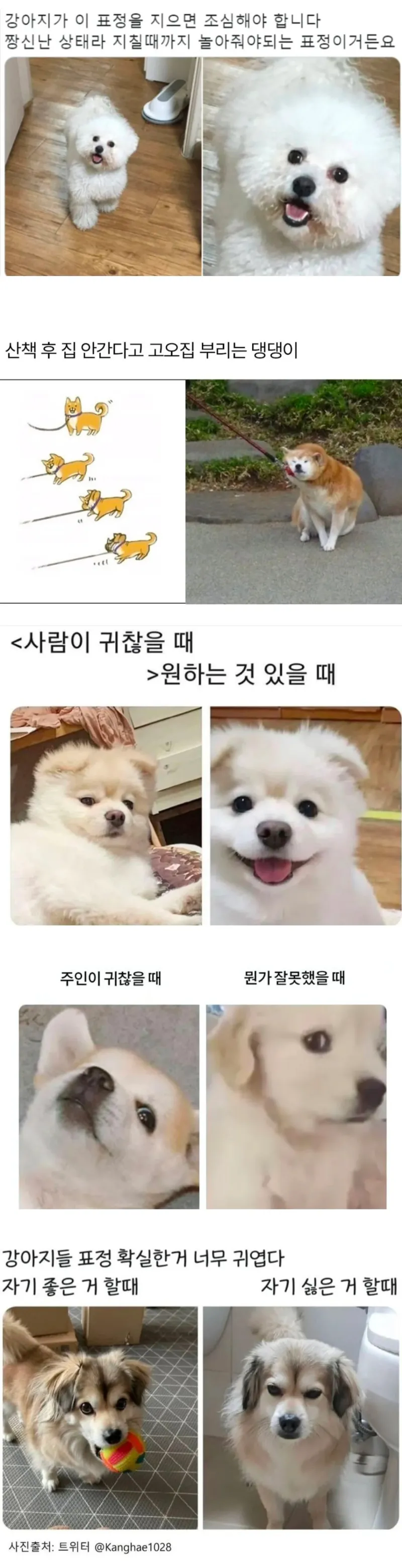 강아지 표정 보여줄때._1.webp