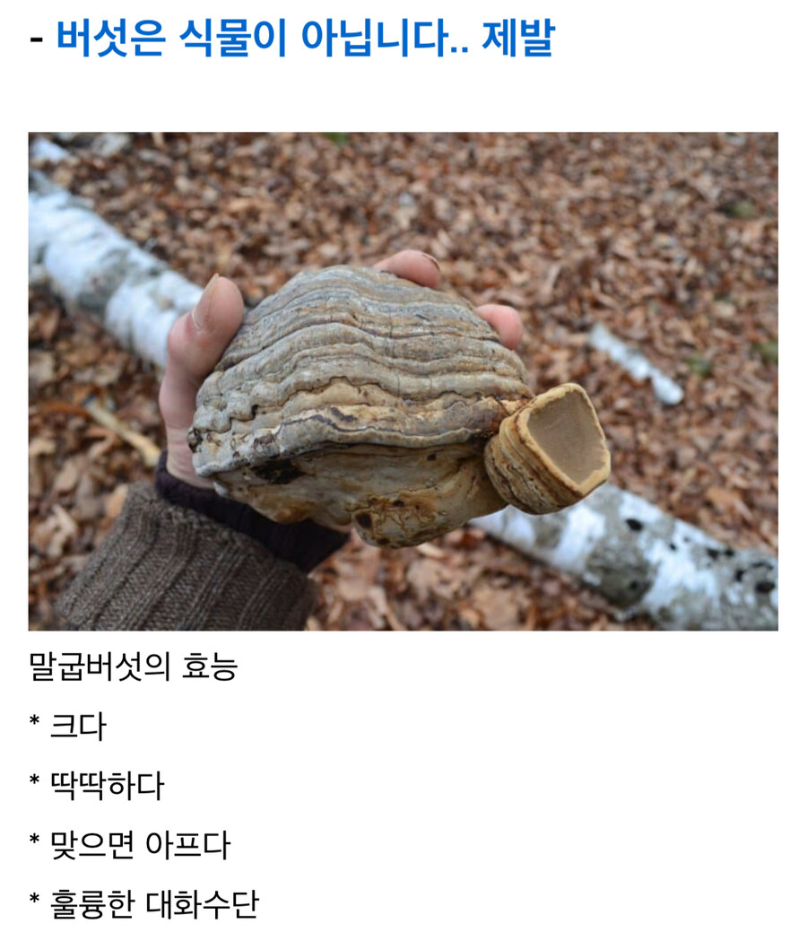 말굽버섯의 효능_1.jpg