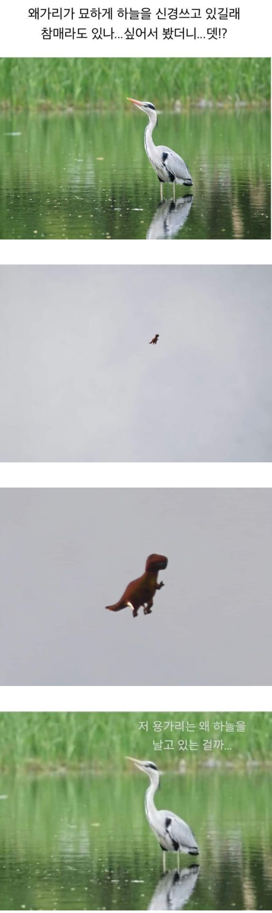 왜가리가 묘하게 하늘을 올려다 본 이유.jpg_1.jpg