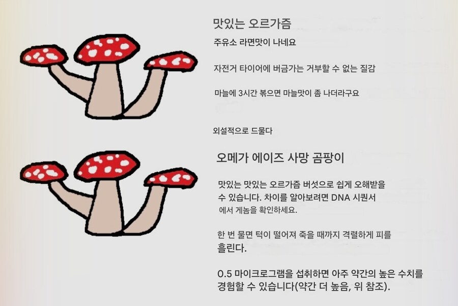 야생버섯 채집 요약_2.jpg