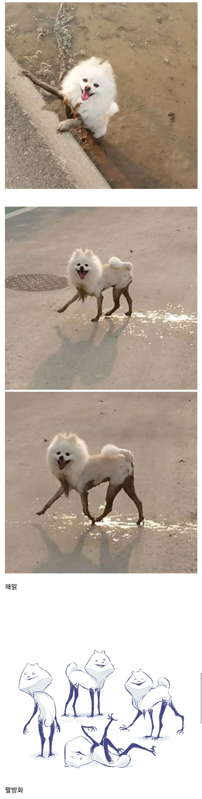 다리가 젖은 멍멍이.jpg_1.jpg