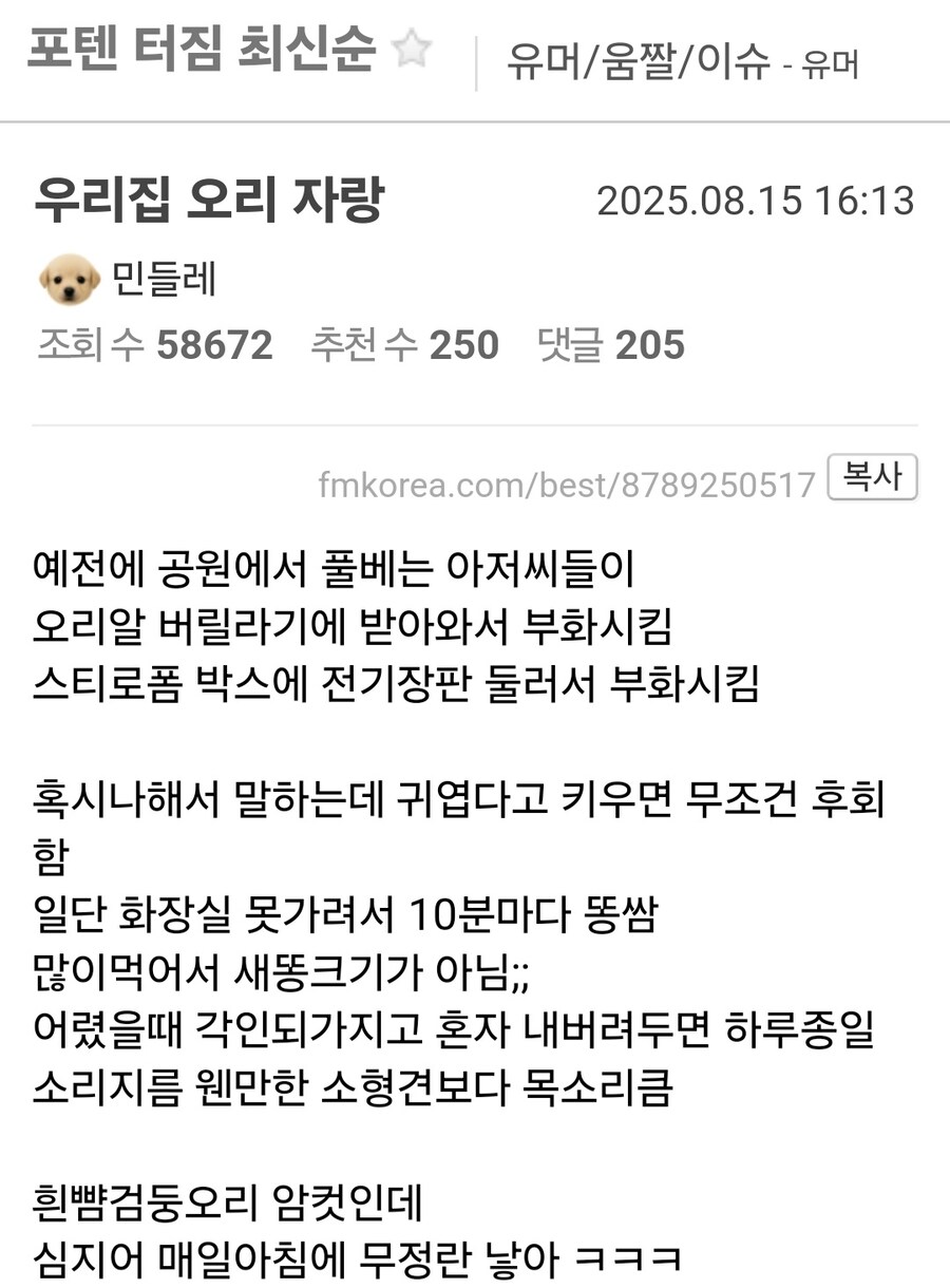 공원에서 야생 오리알 얻어서 부화시킴.jpg_1.jpg
