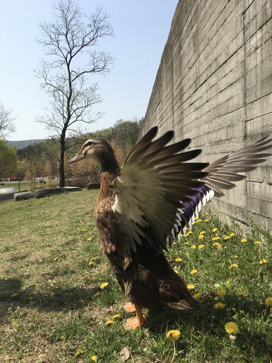 공원에서 야생 오리알 얻어서 부화시킴.jpg_7.jpg