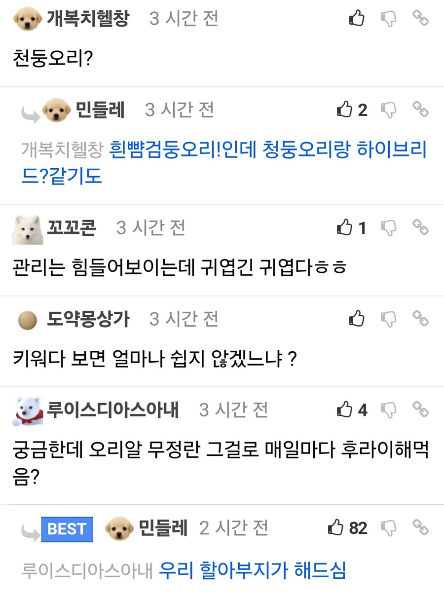 공원에서 야생 오리알 얻어서 부화시킴.jpg_13.jpg