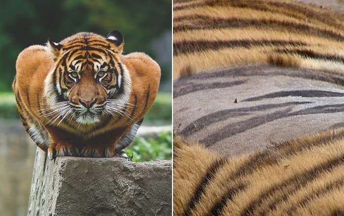 포유류의 주요 특징_2.jpg