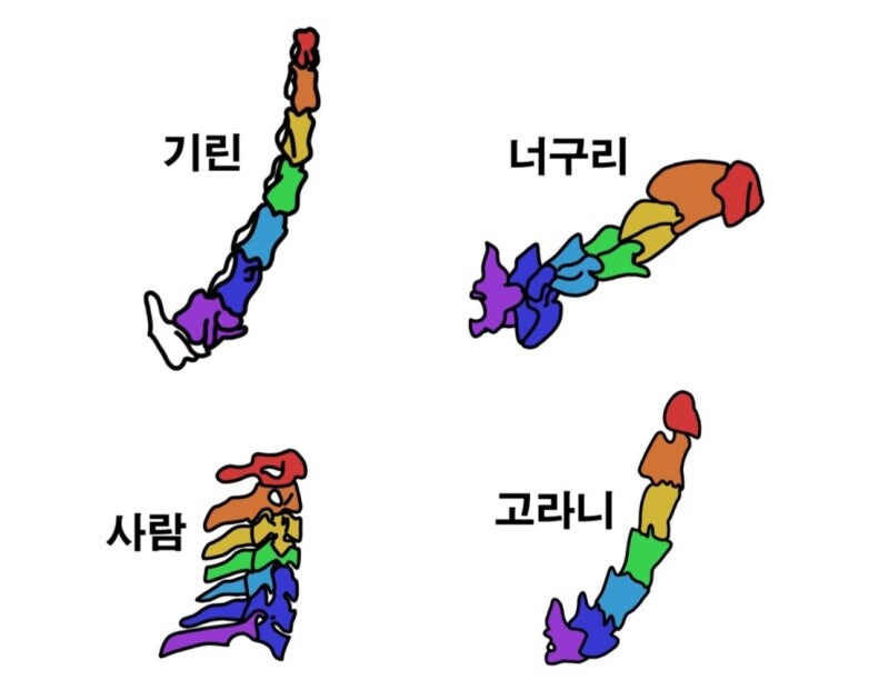 포유류의 주요 특징_4.jpg