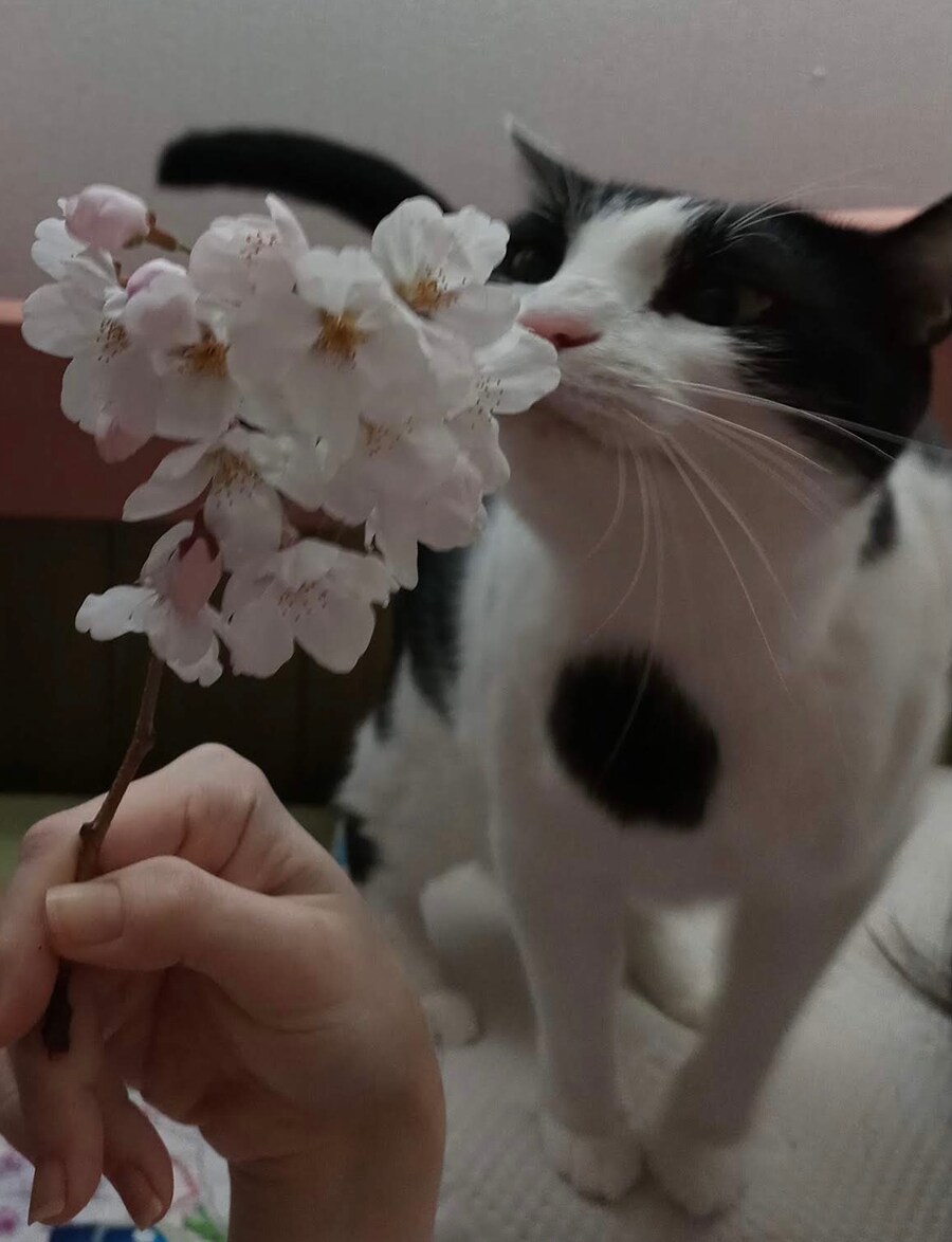 오른쪽 갔던 우리집 고양이 보고 가셈_3.png