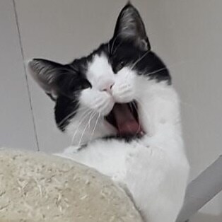 오른쪽 갔던 우리집 고양이 보고 가셈_11.jpg