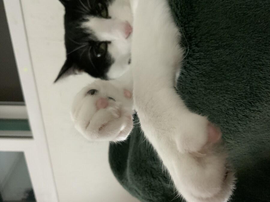 오른쪽 갔던 우리집 고양이 보고 가셈_9.jpg