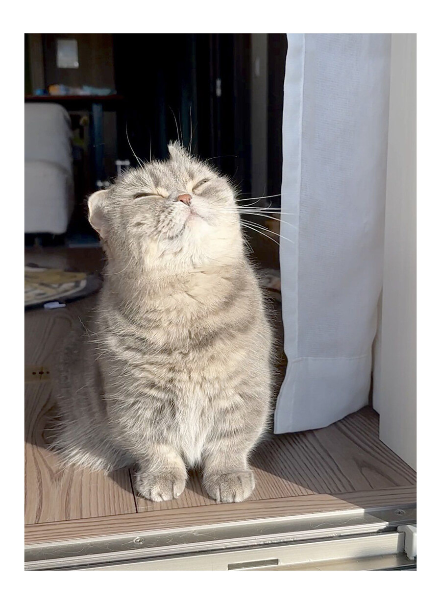햇빛☀️ 쬐는 고양이_2.jpg