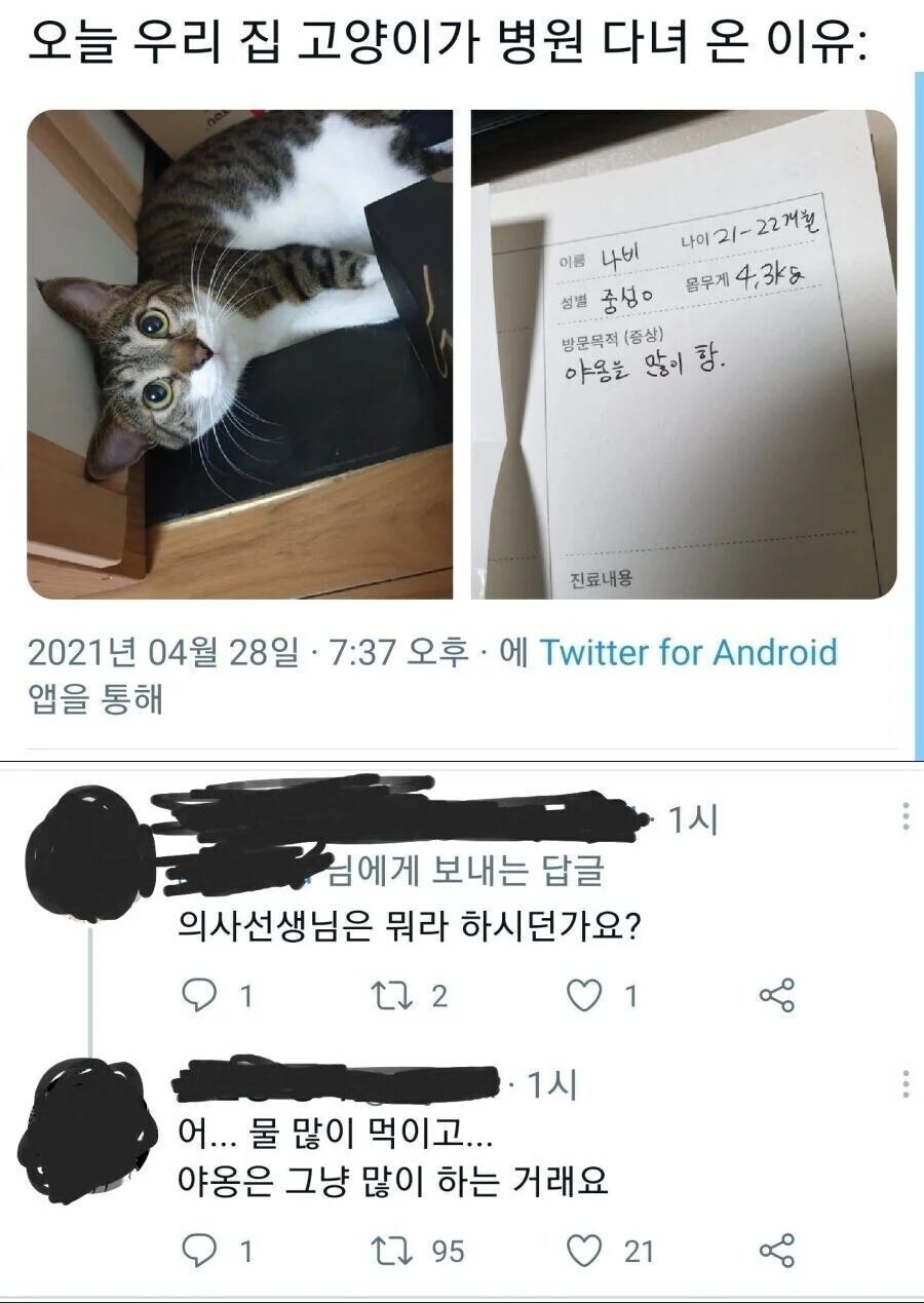 야옹이가 병원을 간 이유_1.jpg