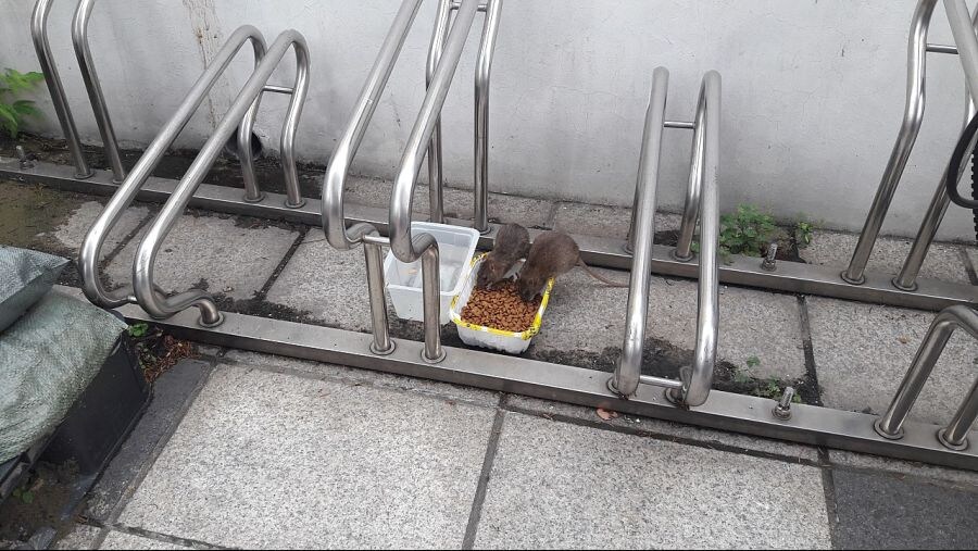 캣맘들이 이악물고 외면하는 안타까운 진실_2.jpg