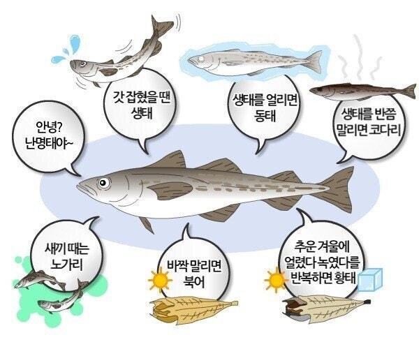명태를 너무 사랑한 민족_1.jpg