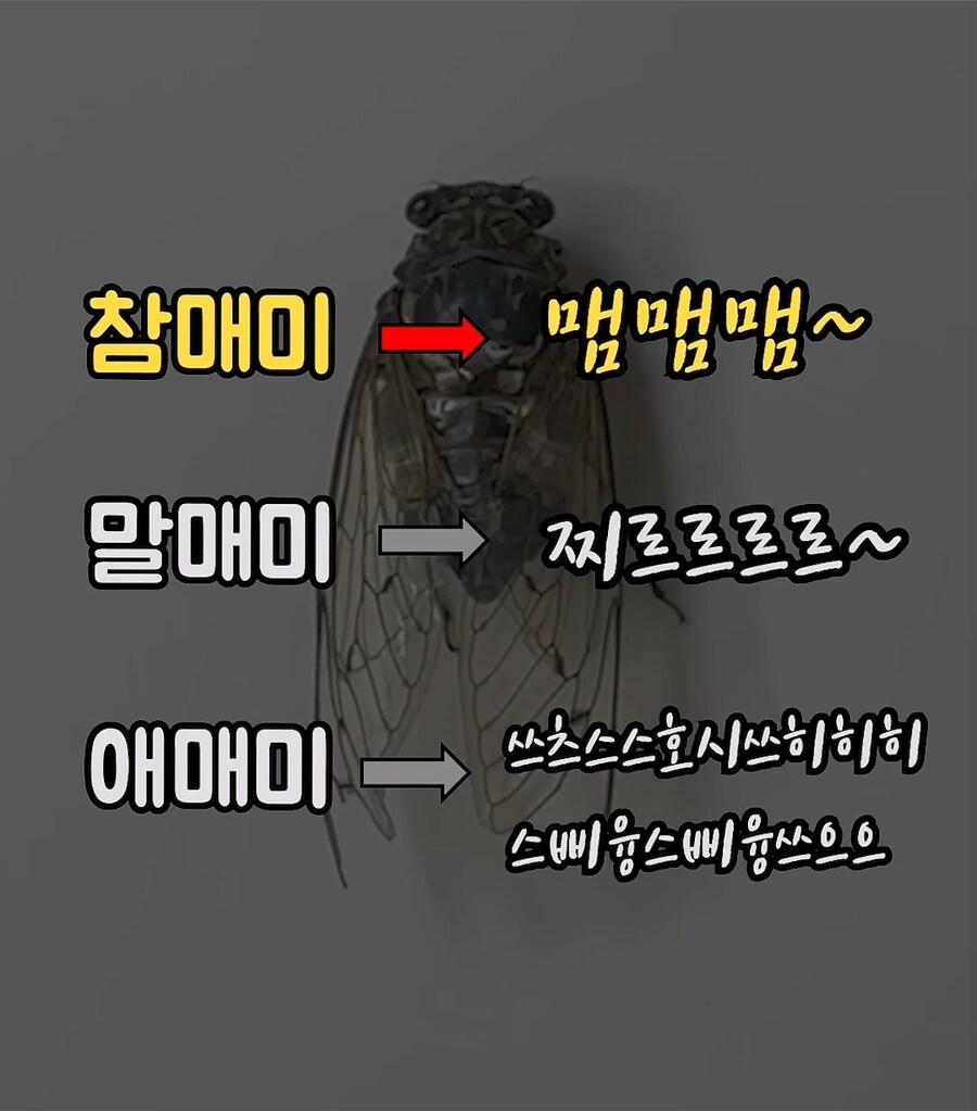 매미 울음소리 구별 방법_1.jpg