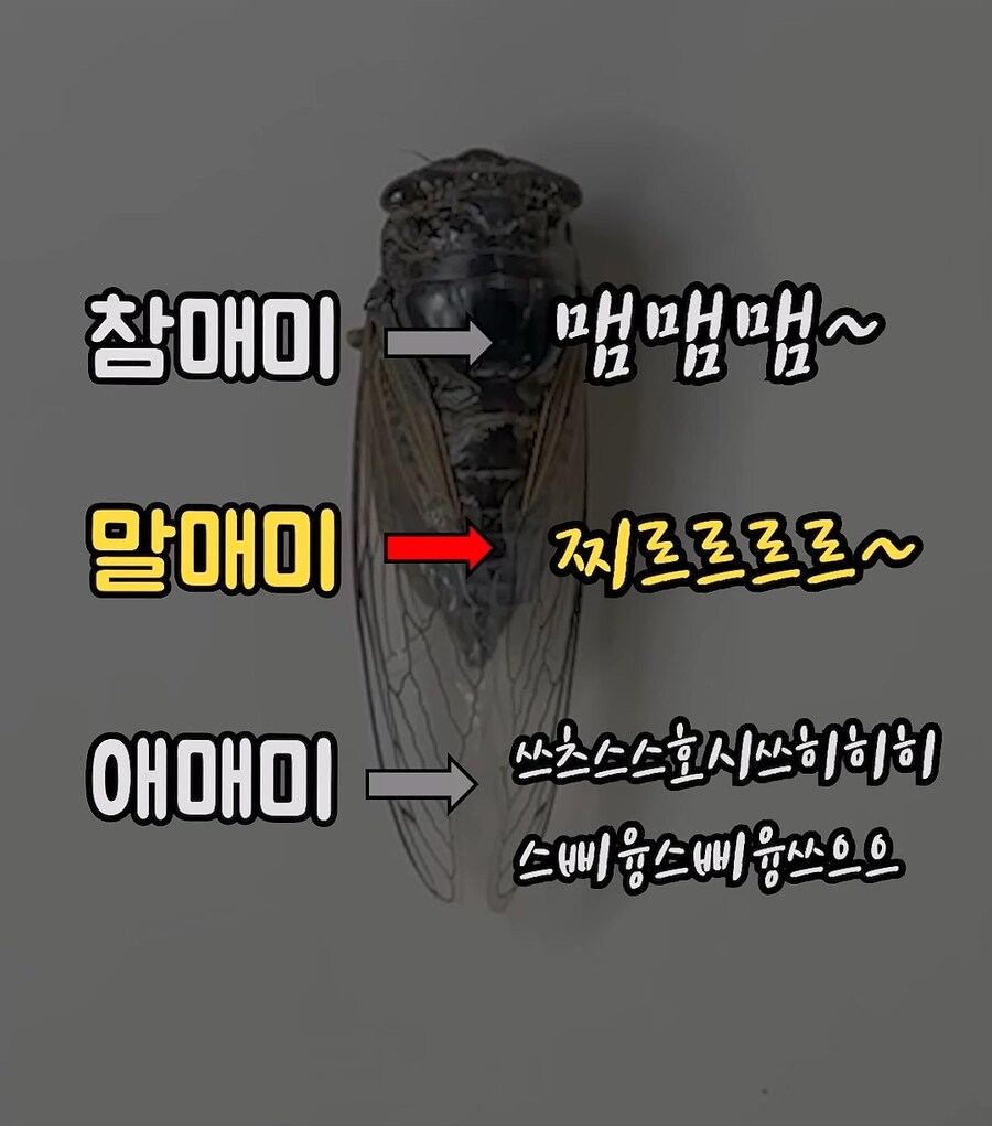 매미 울음소리 구별 방법_2.jpg