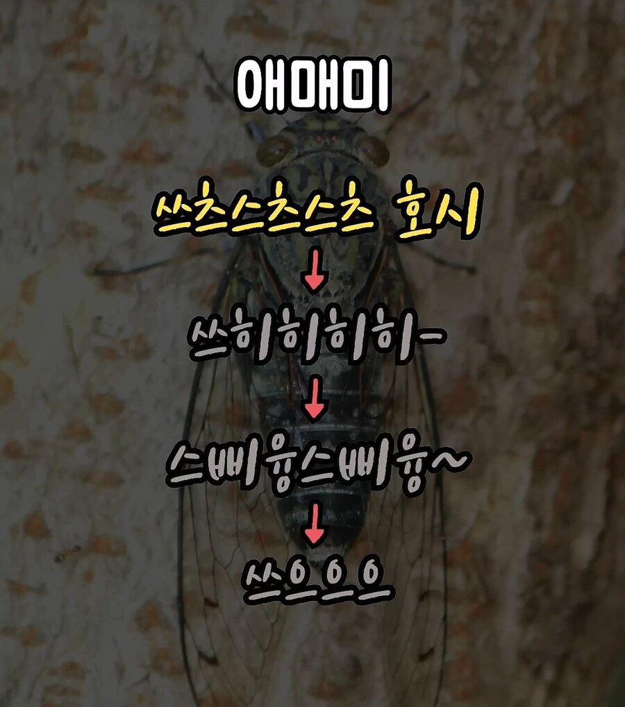 매미 울음소리 구별 방법_3.jpg