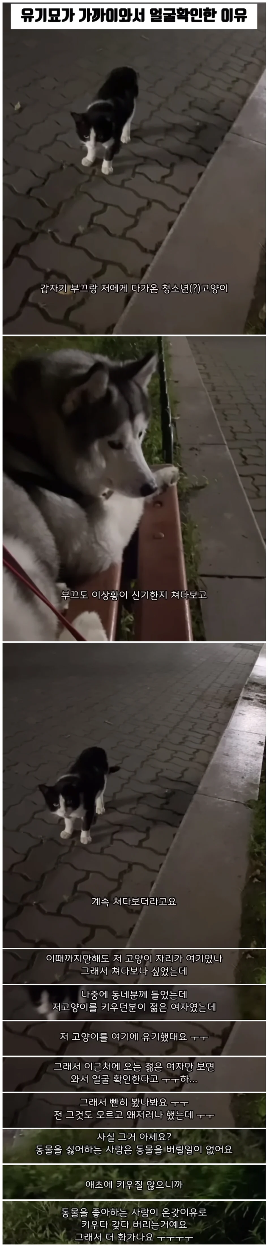 고양이가 나에게 다가온 이유.jpg_1.webp