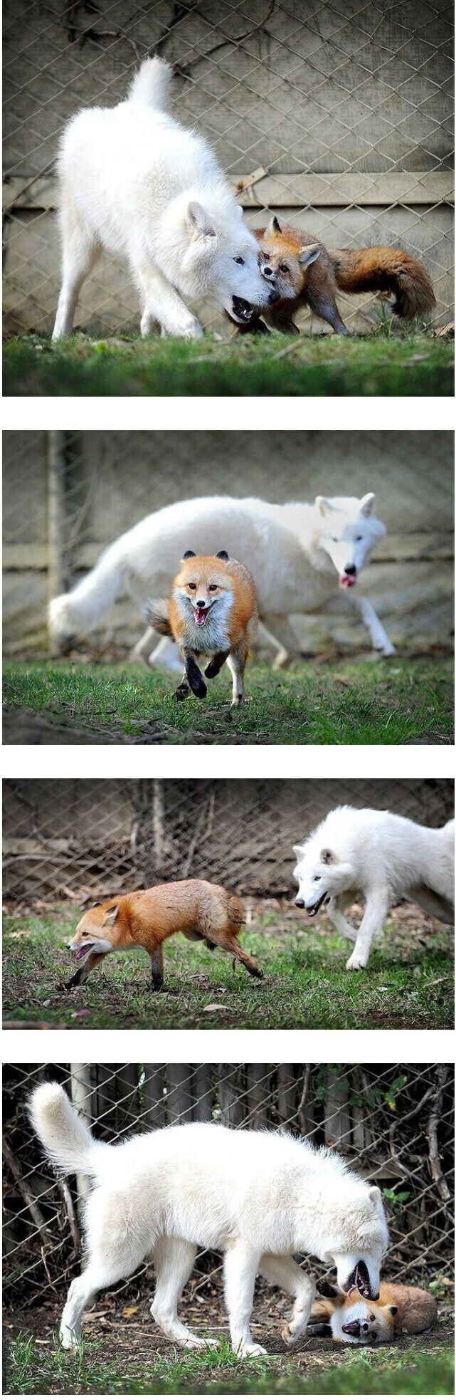 늑대에게 여우짓하는 여우.jpg_1.jpg