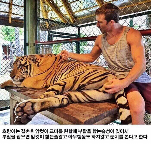 호랑이의 습성_1.jpg