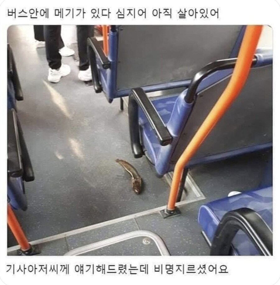 버스 안에 메기가 있다.jpg_1.jpg